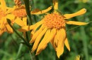 Arnika - Arnica montana * 1422 x 948 * (370KB)